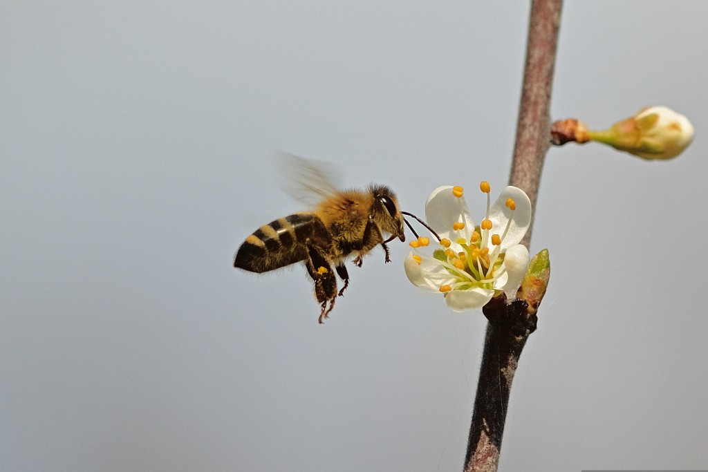 植物需要将花粉传播开去，才能生出更多植物，蜜蜂就是其中一个传播花粉的媒介。