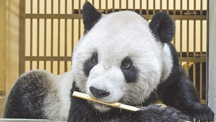 团团和圆圆是台北市立动物园最受游客欢迎的动物之一。中时图片