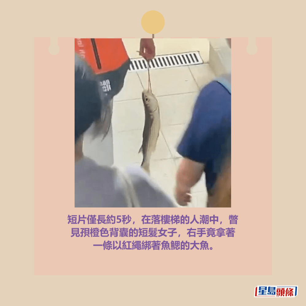 短片僅長約5秒,在落樓梯的人潮中,瞥 見孭橙色背囊的短髮女子,右手竟拿著 一條以紅繩綁著魚鰓的大魚。Threads截圖 短片僅長約5秒,在落樓梯的人潮中,瞥 見孭橙色背囊的短髮女子,右手竟拿著 一條以紅繩綁著魚鰓的大魚。Threads截圖