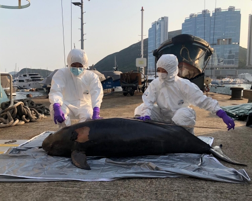 擱淺江豚身長1.81米。香港海洋公園保育基金圖片