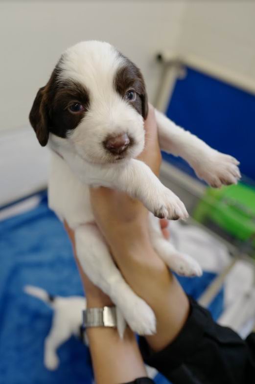 自家繁殖搜救犬Umi刚出生时十分趣致可爱。图片由消防处提供