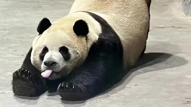 大熊貓靈岩。