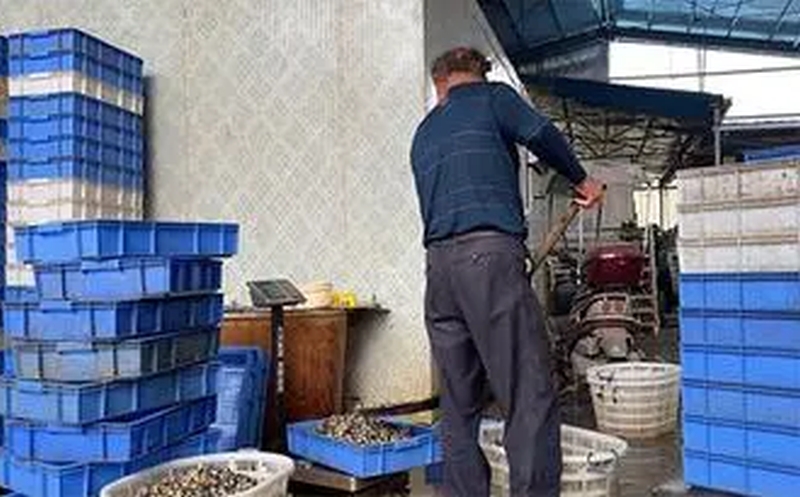 工人们将装满福寿螺的塑料筐整箱拉走送给订购的厂家及商贩。