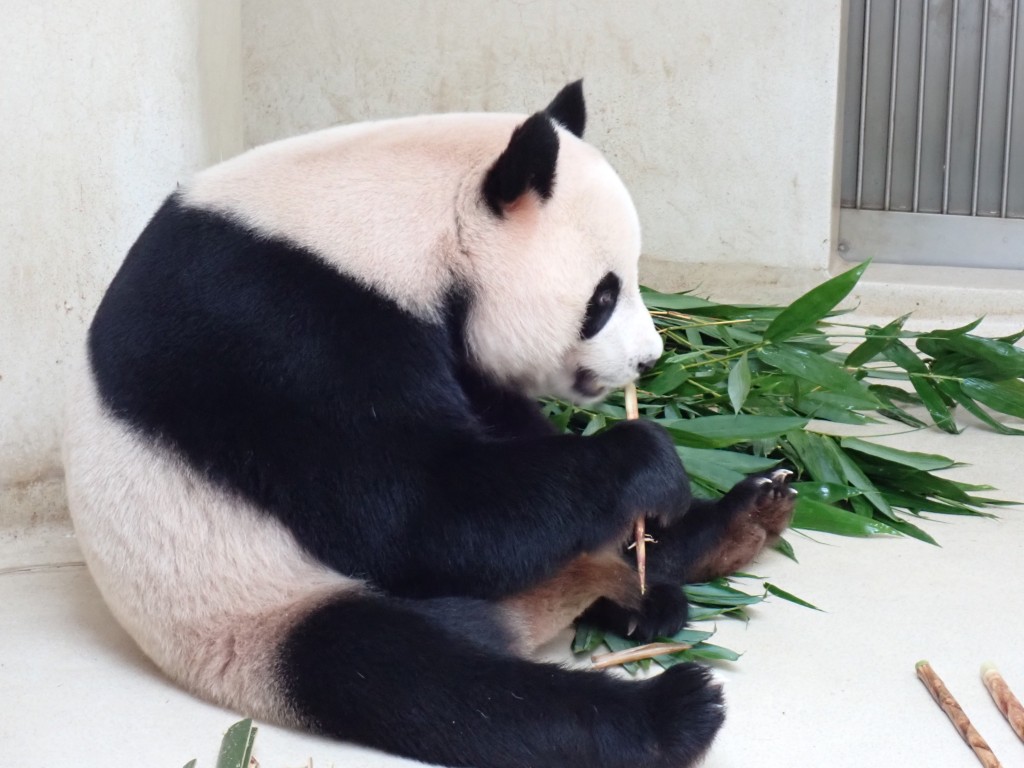 大熊貓安安。海洋公園提供圖片