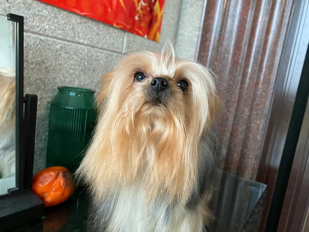 托父母养前的约瑟爹利。