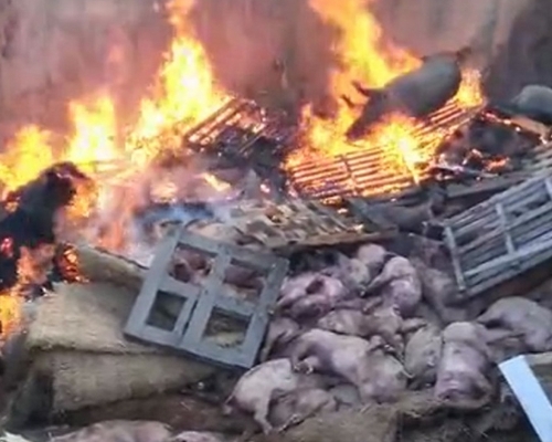 遼寧瀋陽一個養豬場爆發非洲豬瘟疫情,逾900生豬被全部撲殺和無害化處理。網圖