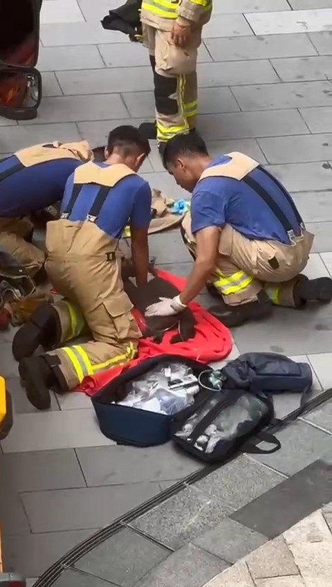 兩批消防員跪在地上替兩隻昏迷貓咪進行心外壓急救,有消防員更不斷撫摸貓貓的身體。網上片段截圖 兩批消防員跪在地上替兩隻昏迷貓咪進行心外壓急救,有消防員更不斷撫摸貓貓的身體。網上片段截圖