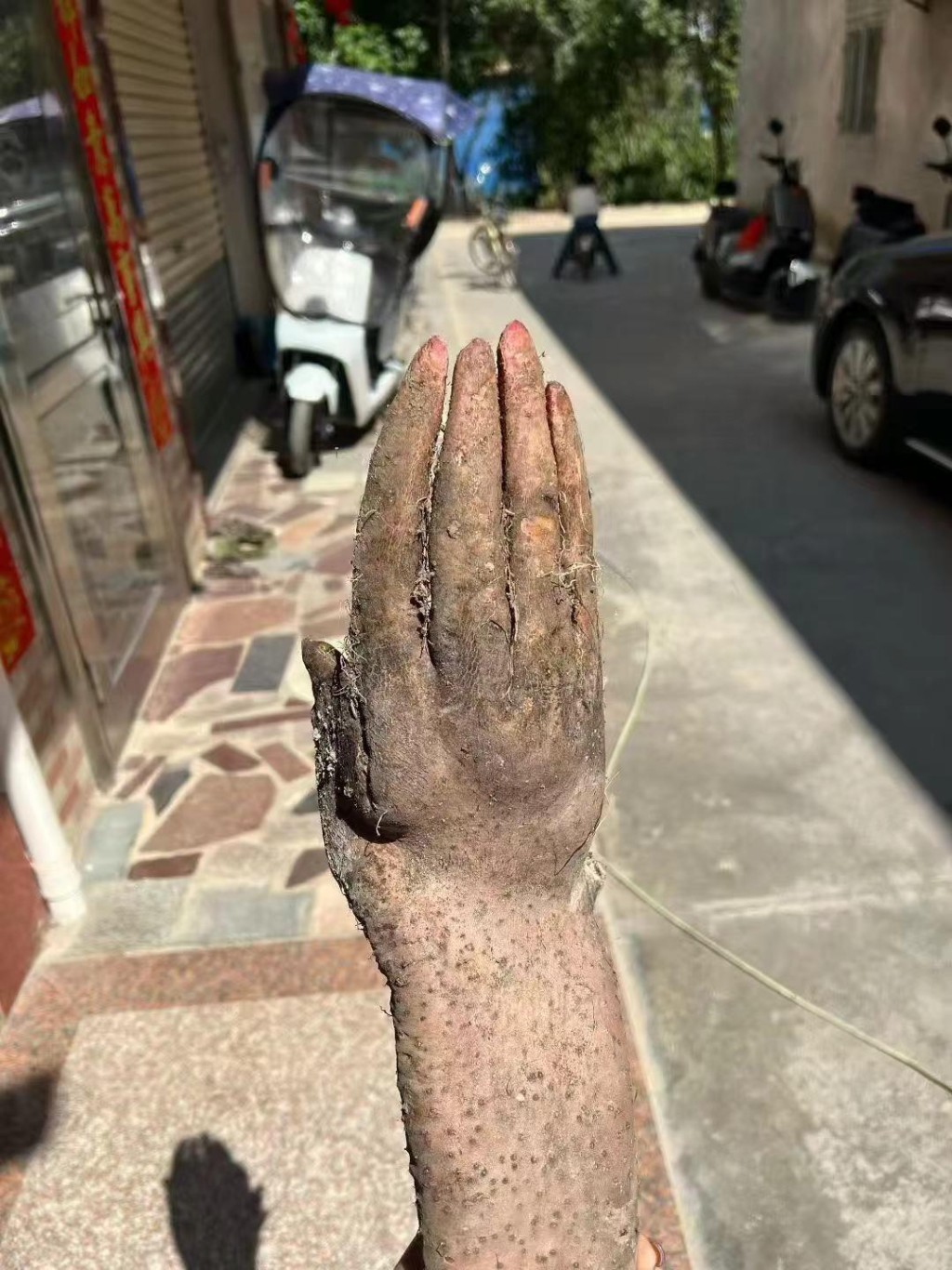 广东揭阳有人挖出外形酷似人类手掌的淮山，成为当地热话。抖音