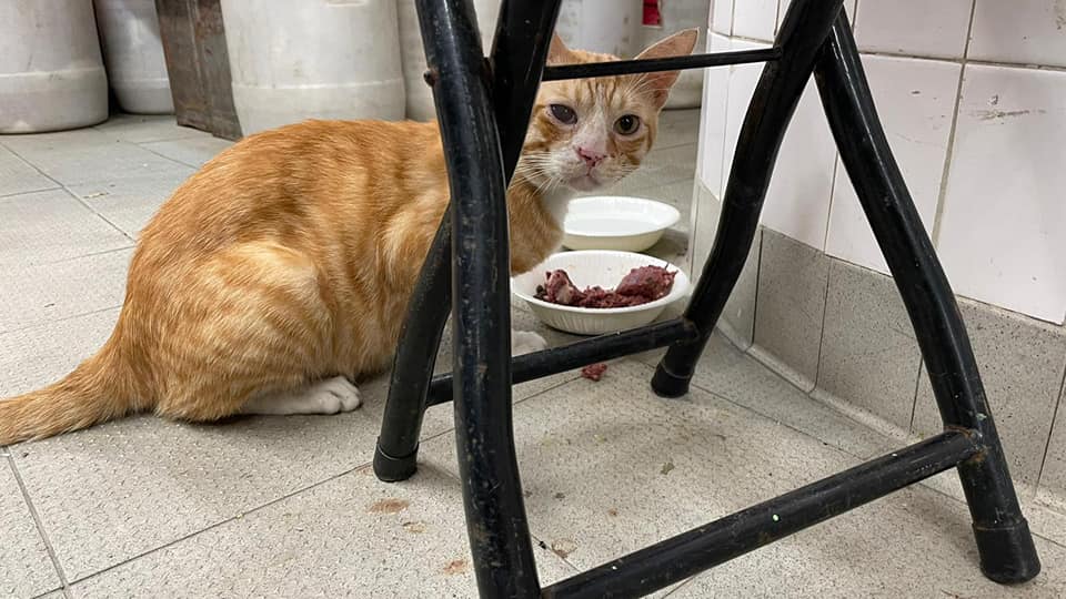 深水埗保安道街市貓遭男子抱走。天下貓貓一樣貓群組圖片