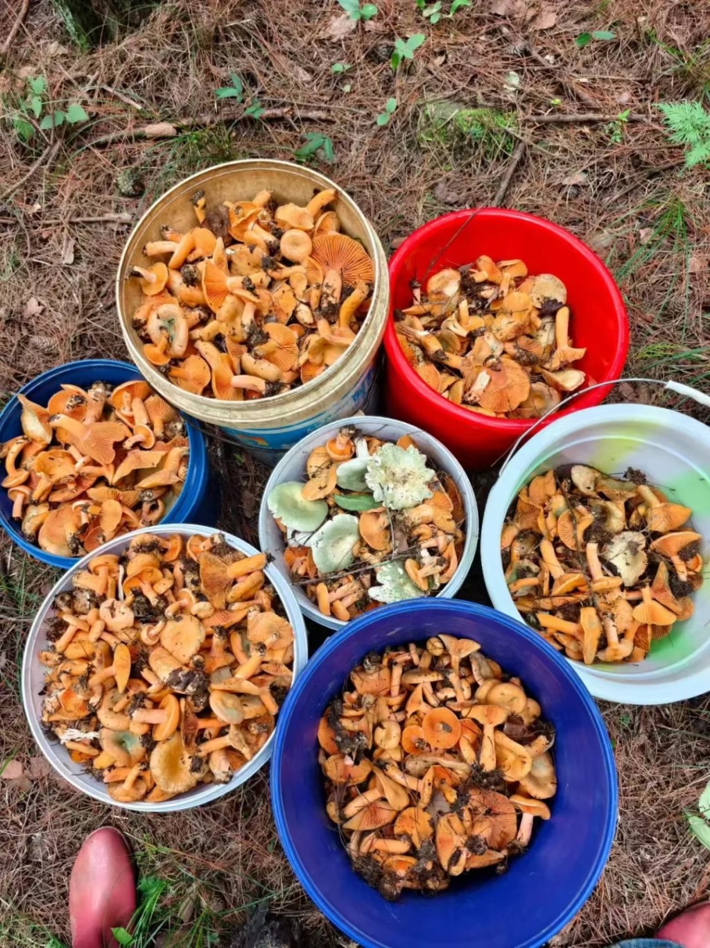 雲南民眾使用AI幫助到深山找野生菌。