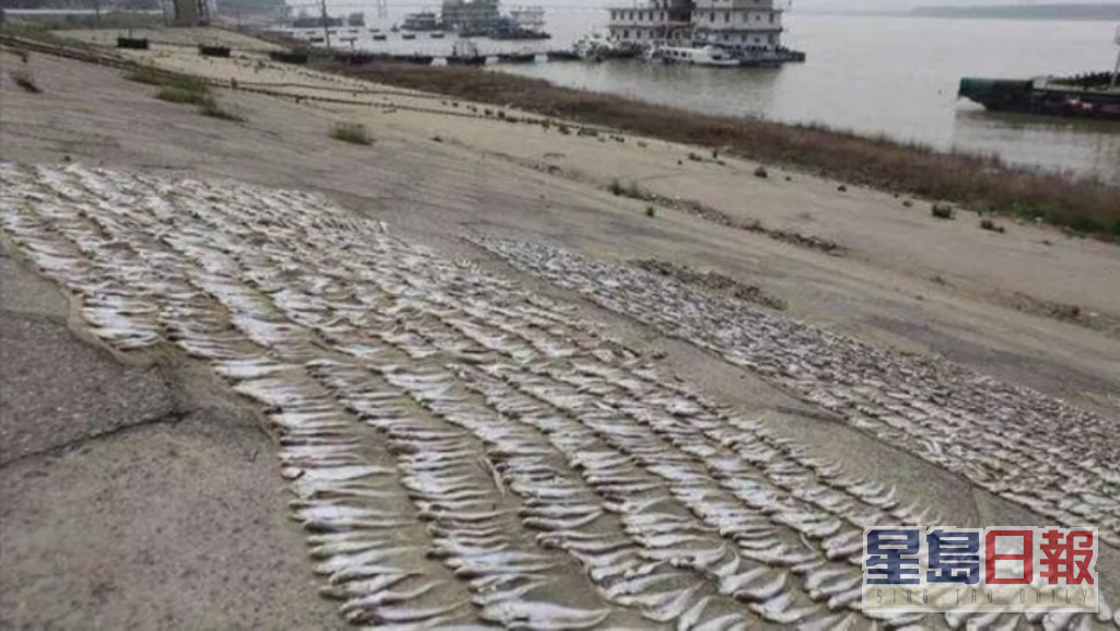 鄱阳湖乾涸湖中的鱼大量搁浅。