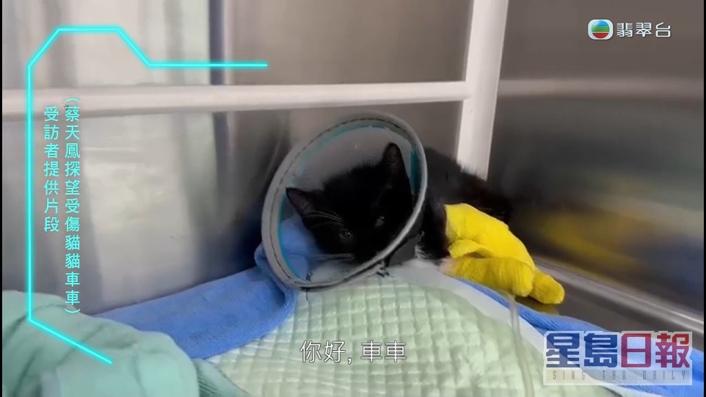 豹太又提供蔡天凤探访受伤猫咪的短片，听到蔡天凤声线相当温柔。