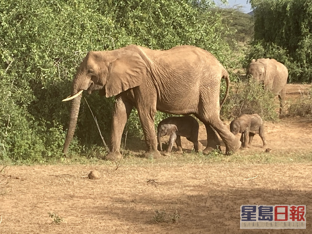 一對象寶寶在徘徊在雌象腳邊。Save the Elephants Twitter相片