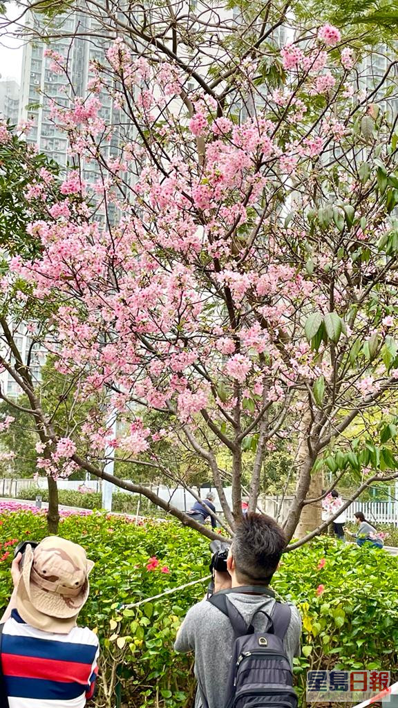 將軍澳單車館公園內的櫻花這兩天盛開，引來大批市民觀賞