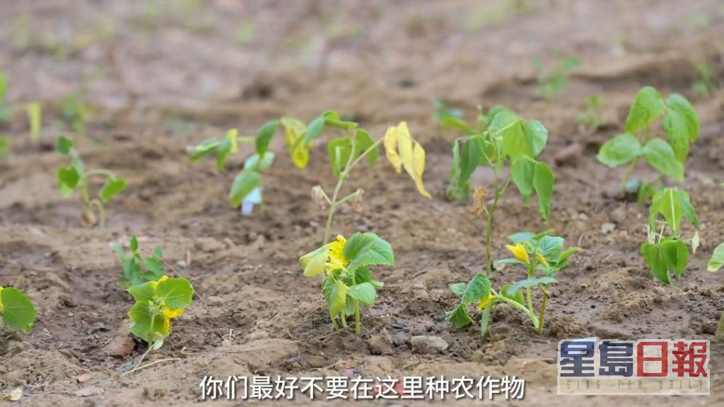 李亞鵬種植不少菜苗。