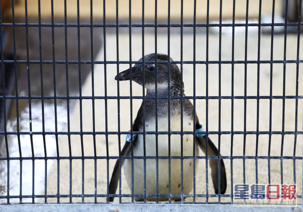 南部非洲海岸鳥類保護基金會 (SANCCOB) 康復中心一隻非洲企鵝。路透社圖片