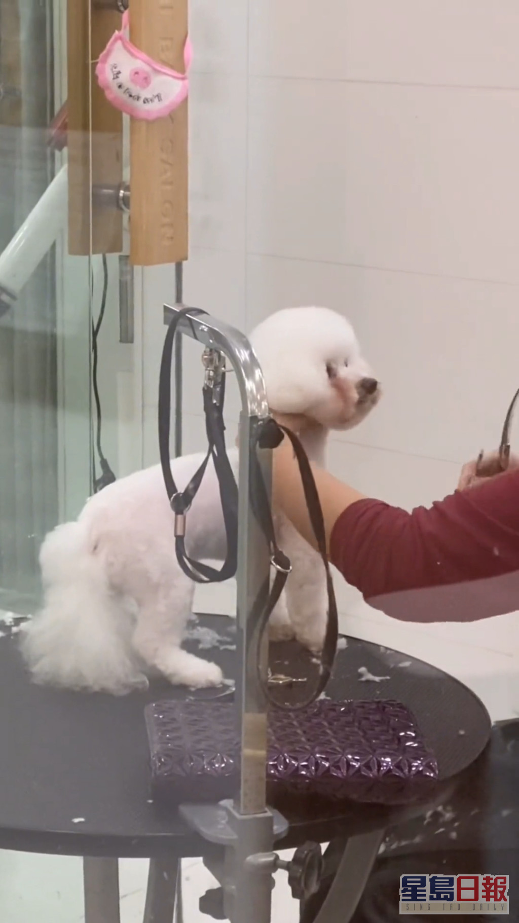 最近返回上海，趁工作空檔帶愛犬剪毛。
