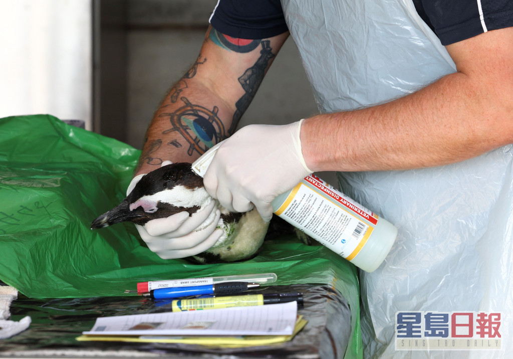南部非洲海岸鸟类保护基金会（SANCCOB）人员准备剖开非洲企鹅尸体。路透社图片