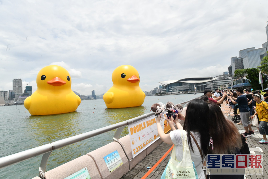兩隻巨型黃色「橡皮鴨」今早仍於中環海濱供市民參觀。禇樂琪攝