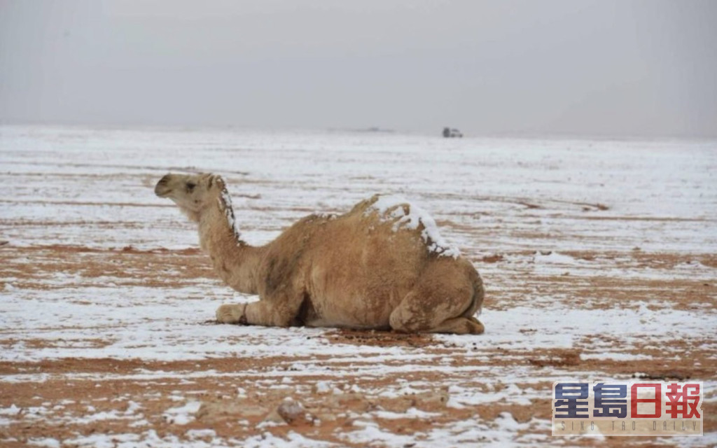骆驼也趴在地面赏雪。互联网图片