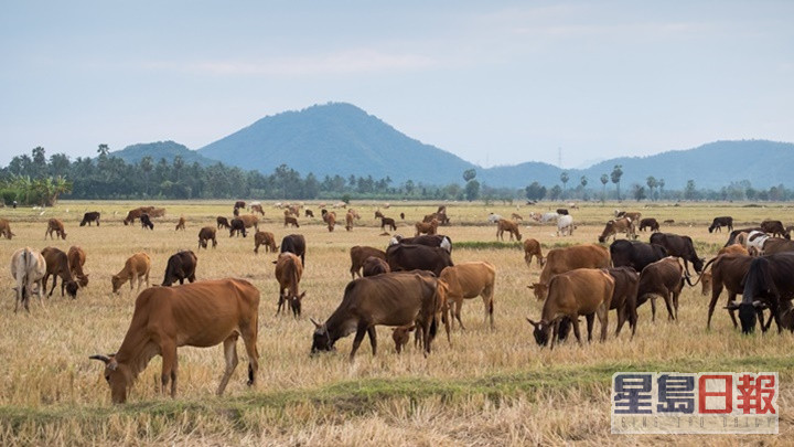畜牧业为纽西兰的经济支柱，亦是该国主要温室气体来源。iStock图片