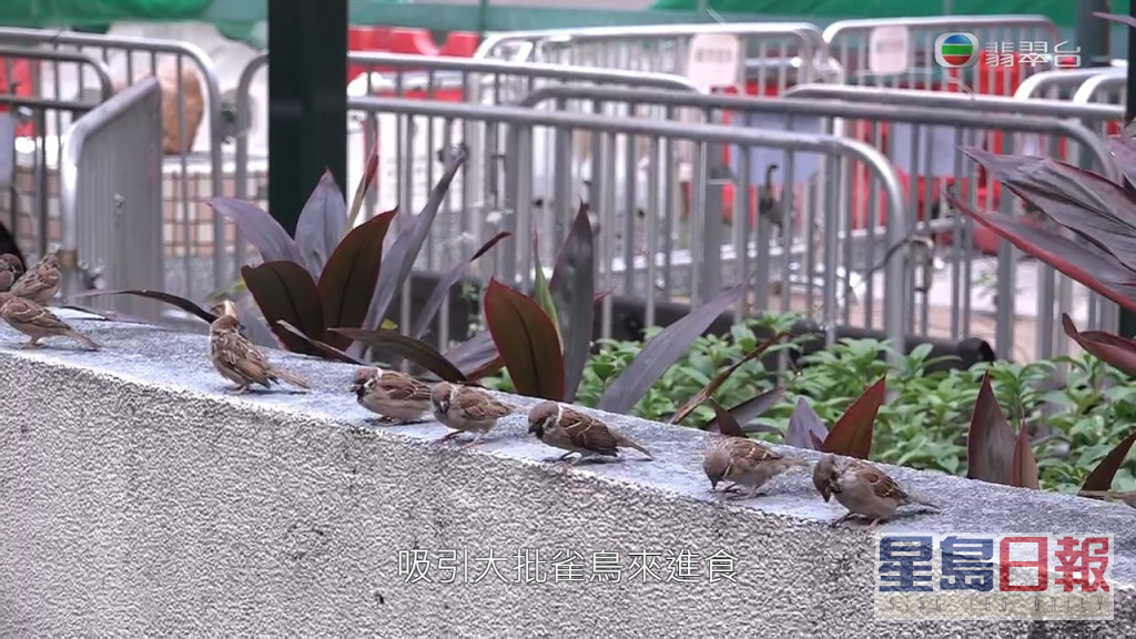 确实吸引到大批雀鸟觅食。