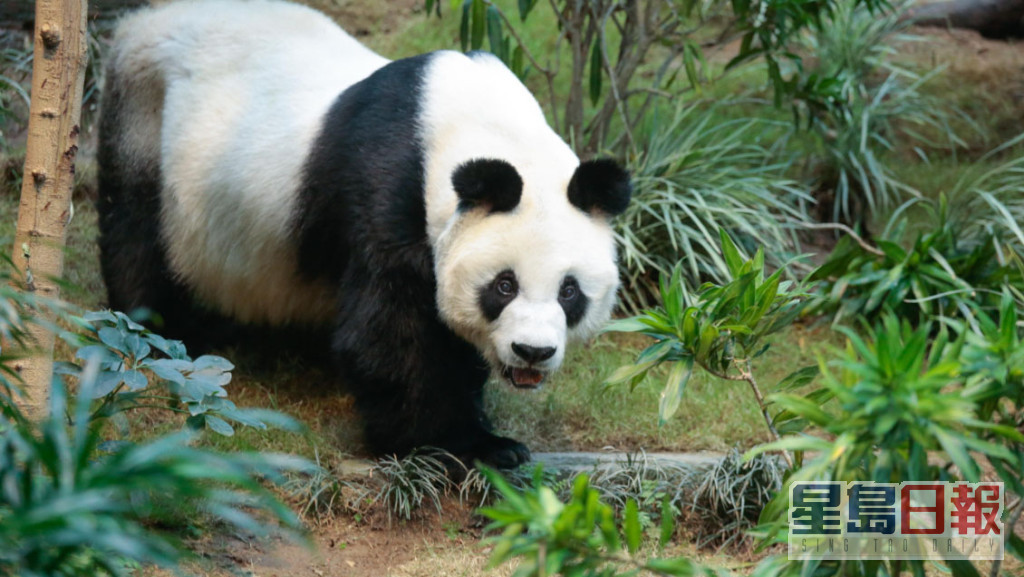 大熊貓安安接受安樂死離世，享年35歲。 海洋公園提供