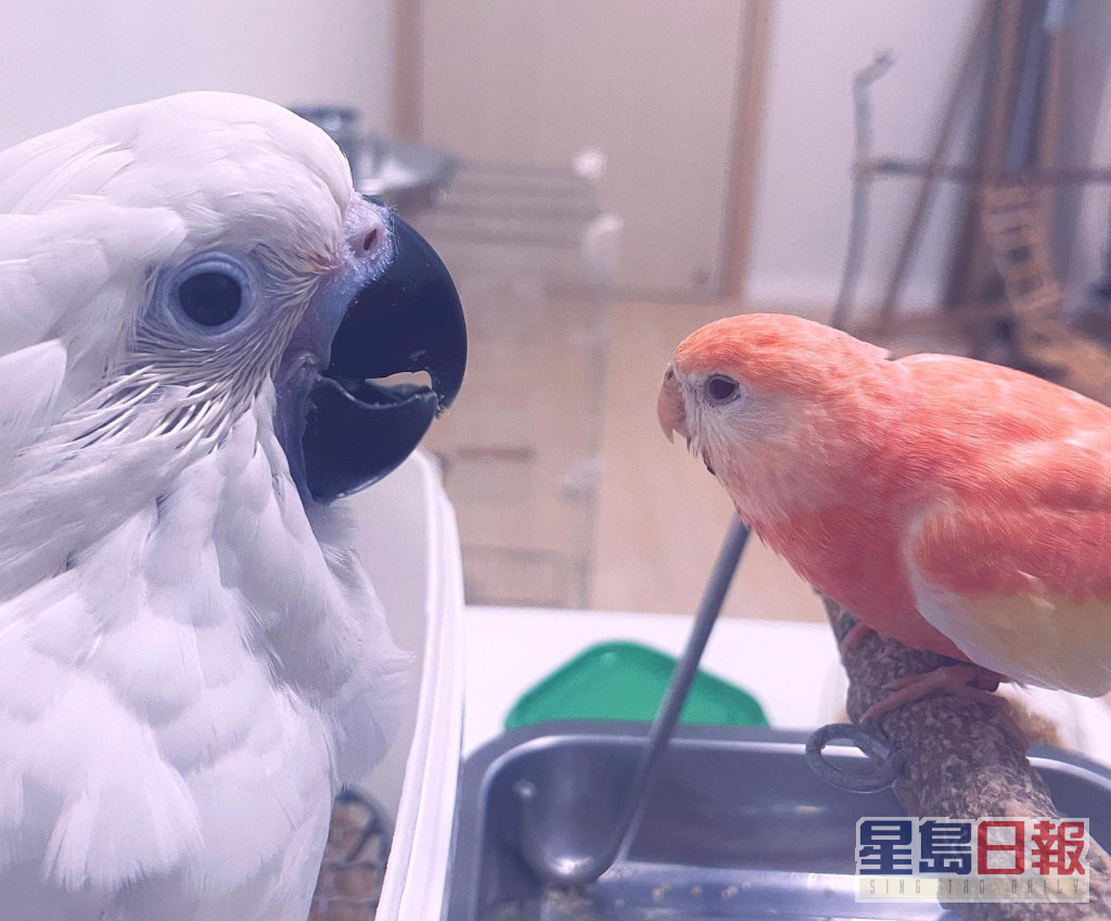 兩隻鸚鵡Makiki和Manana。