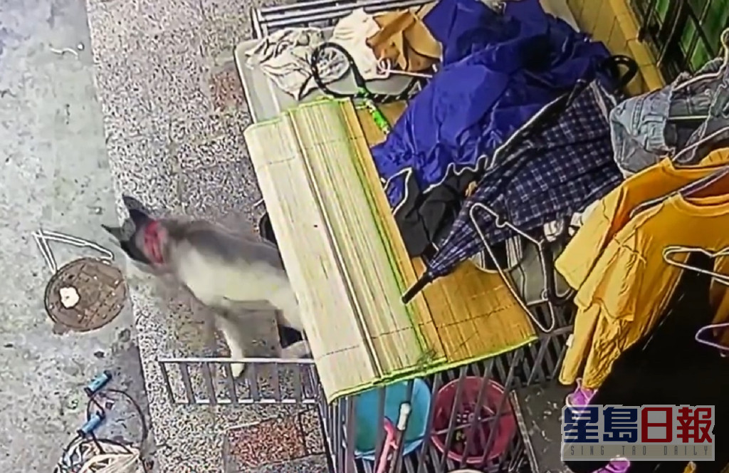 廣東一名女子家中飼養的雪橇犬偷走，到別人家咬死21隻雞。網上圖片