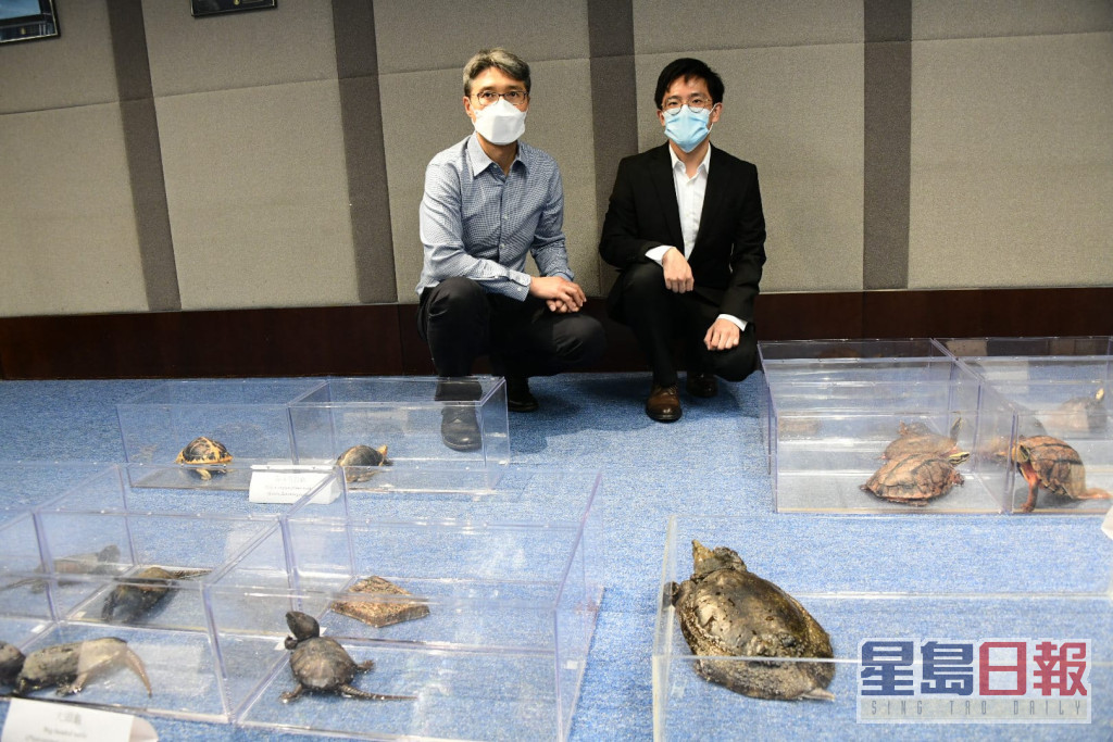 漁護署展示救獲的瀕危淡水龜。