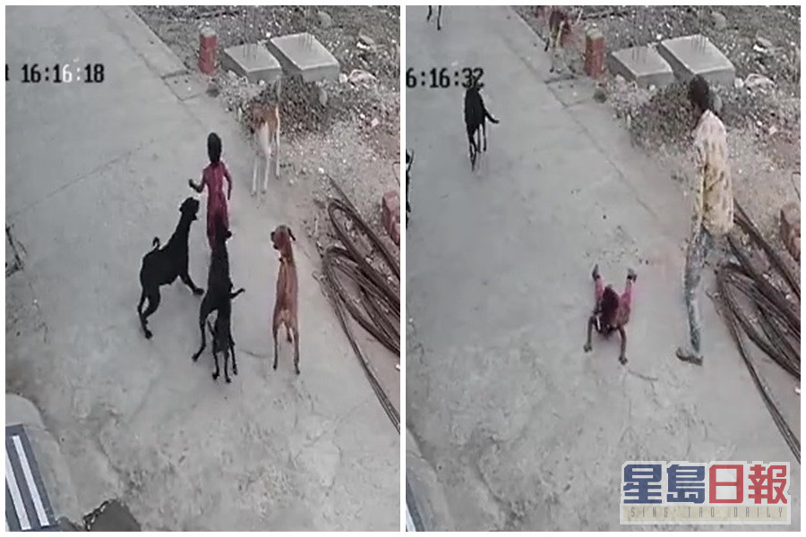 一名路过的男子赶走围攻女童的野狗。互联网图片