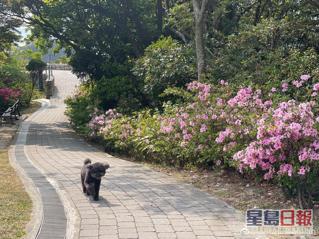 刘松仁平常会与叮叮散步。