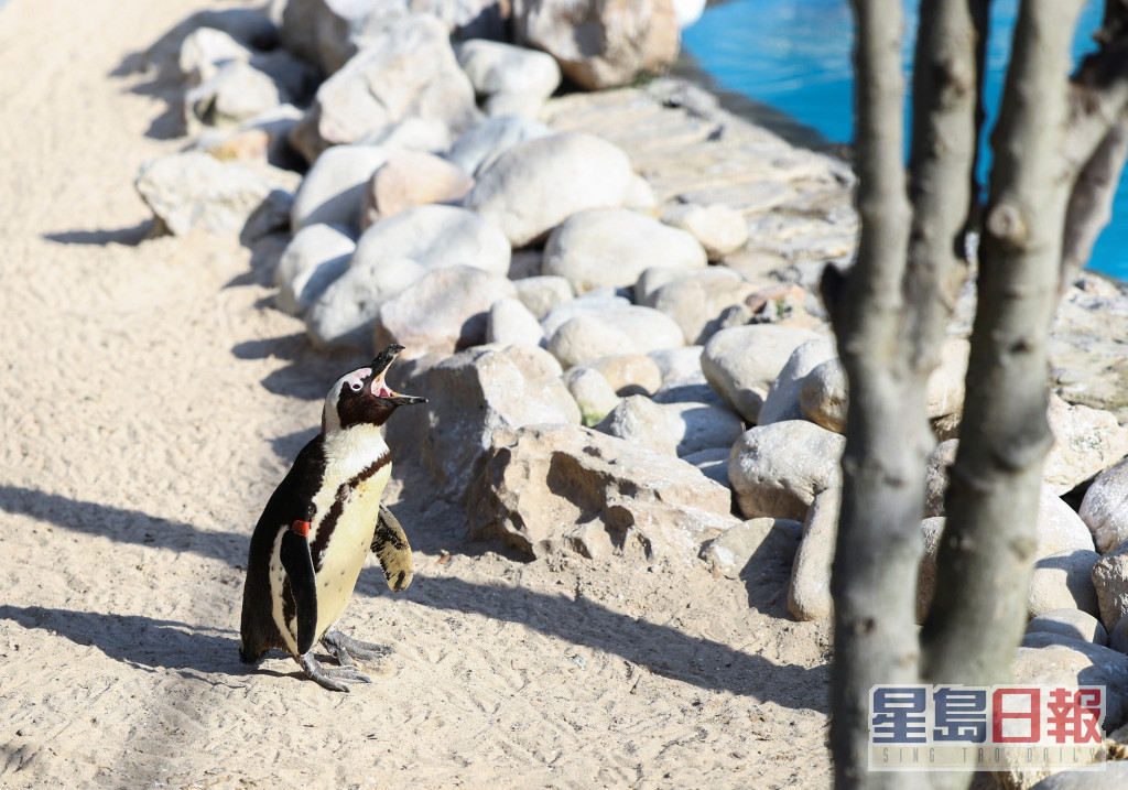 南部非洲海岸鳥類保護基金會（SANCCOB）康復中心一隻非洲企鵝。路透社圖片
