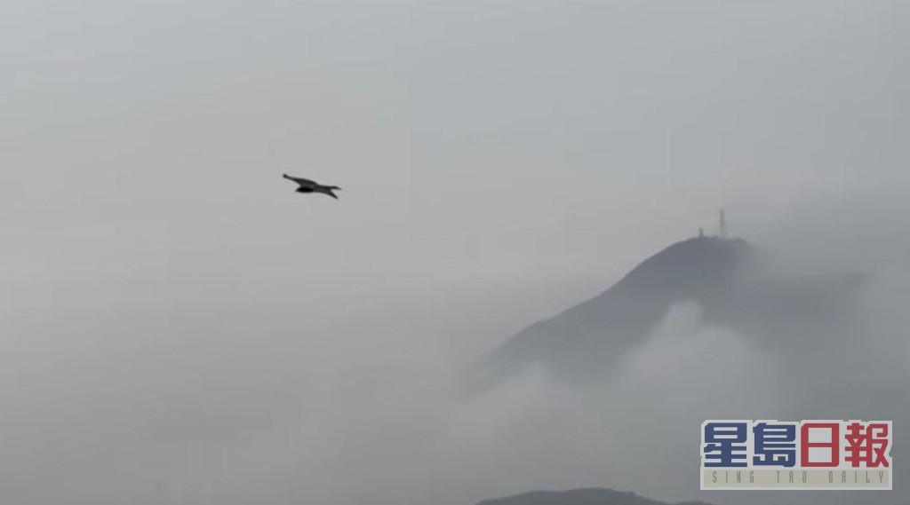 片中简单以香港的天空做画面，拍摄到一头鹰在空中翱翔，但好疗愈。