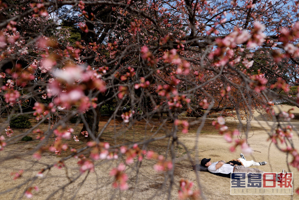 3月至4月为日本的樱花季节。路透社资料图片
