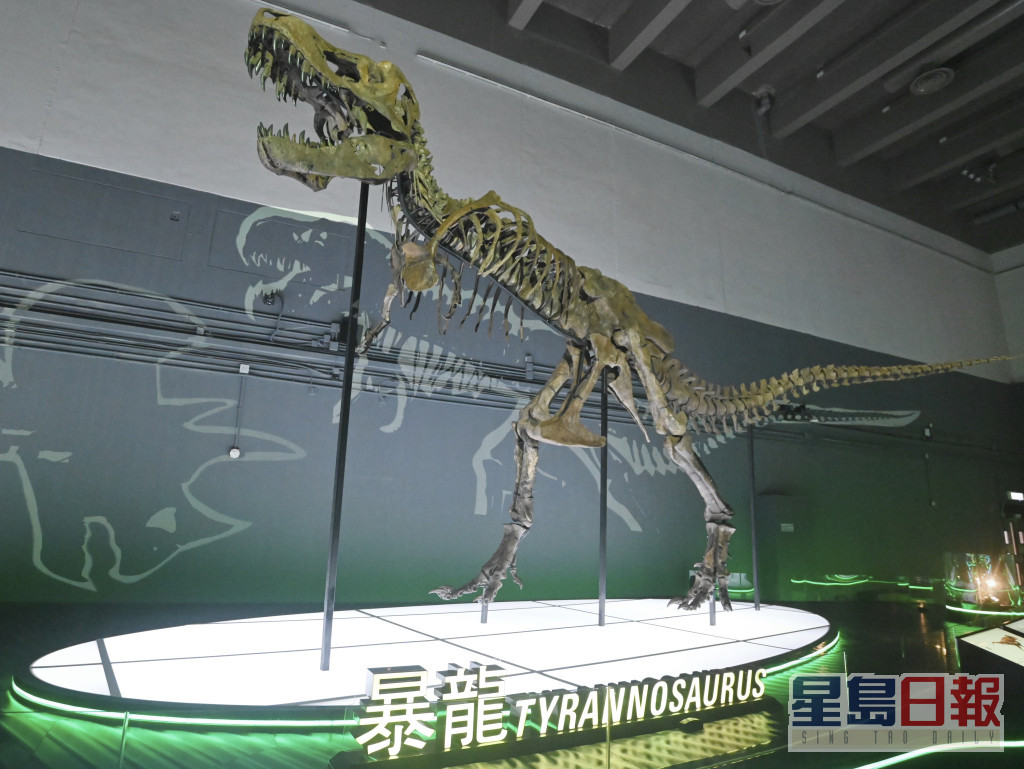 暴龙化石真品可谓是次展览展的重点。资料图片