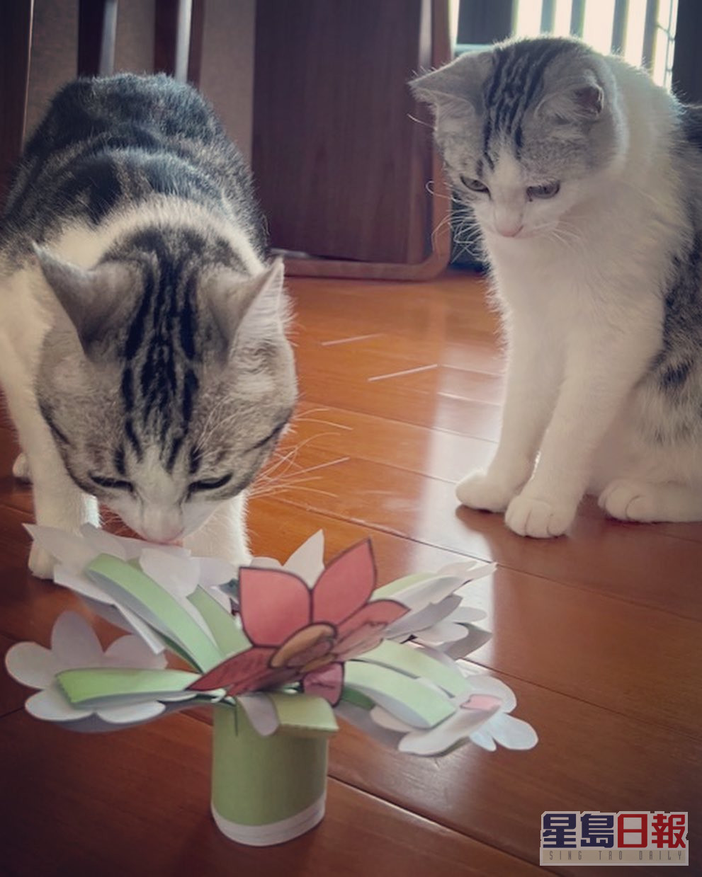 仲有紙造花，貓咪同樣有興趣。