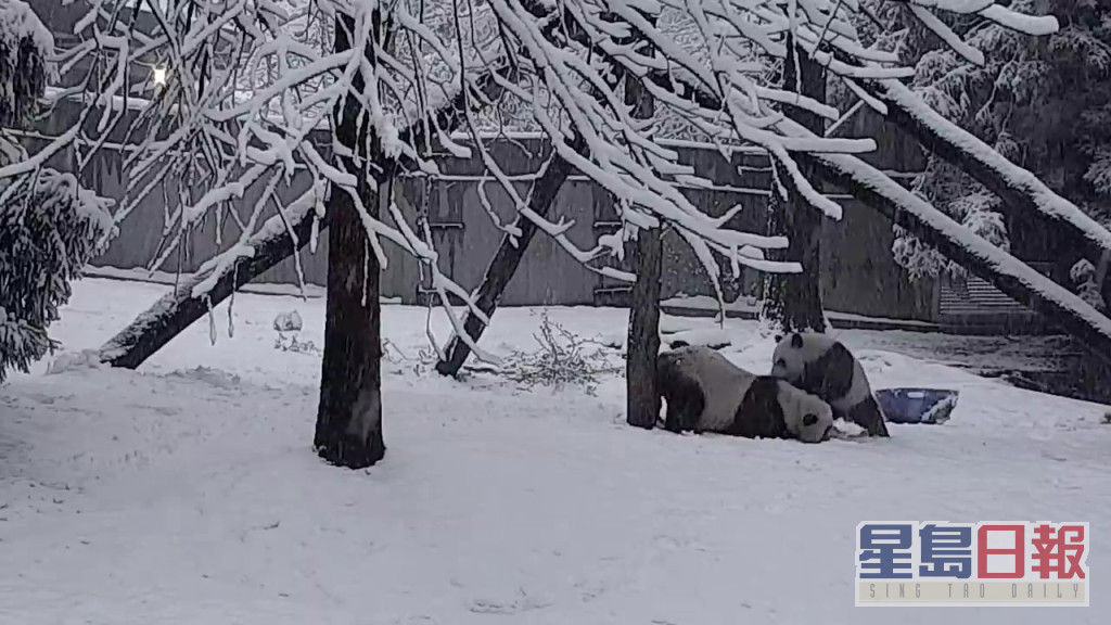 小奇迹与另一只大熊猫在树下打架。互联网图片