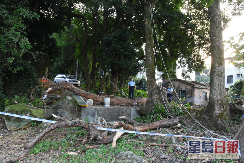 枯树倒下，男子遭击中倒地丧命，警员到场调查。资料图片