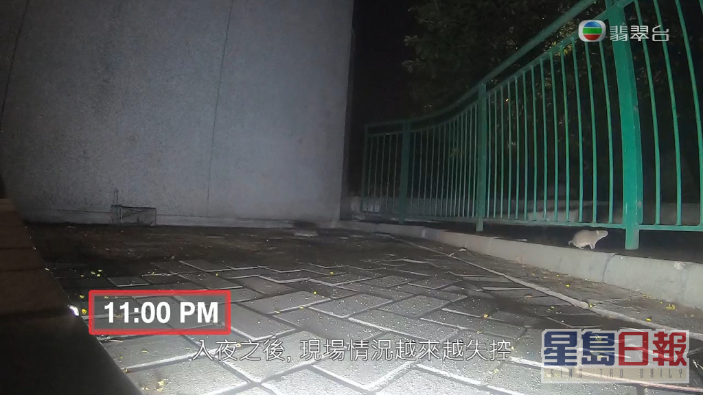 晚上11时，《东张》在鼠患最严重的水泵房附近位置设置6块捕鼠板。