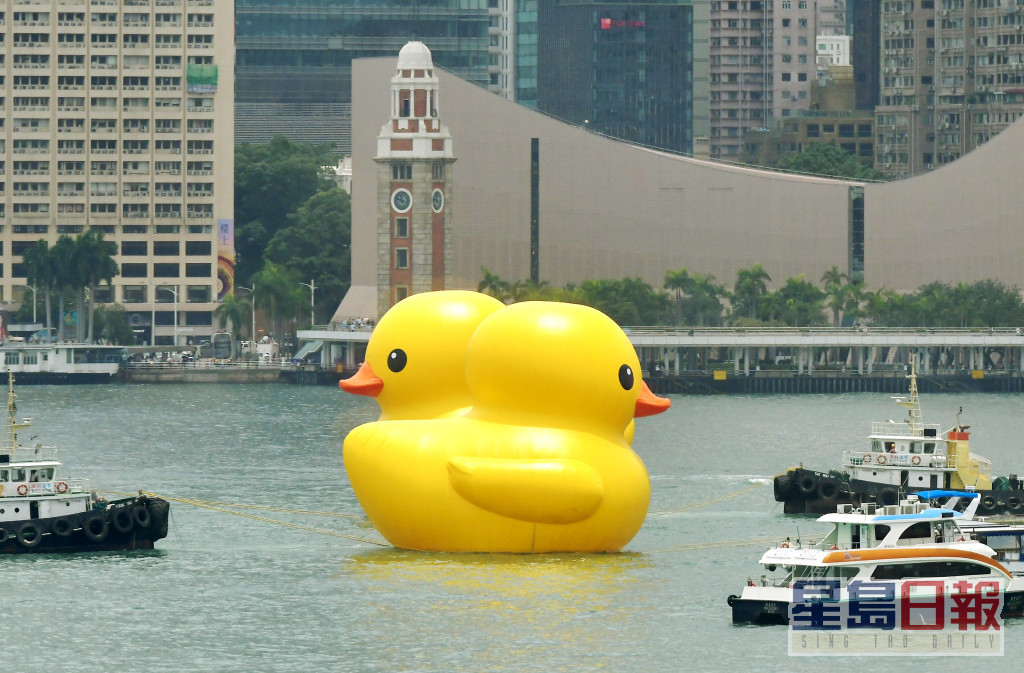 两只黄鸭今日游到去维港。梁誉东摄