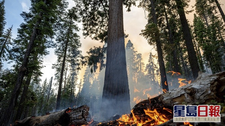 山火蔓延至优美木国家公园。AP图片