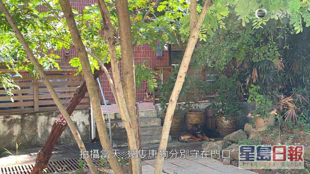 《東張》拍攝當日，4隻唐狗守在屋前，亦會走到行人路或草地。