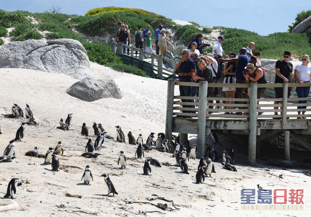 游客站在开普敦著名的企鹅栖息地的观景点，这是当地受欢迎的旅游景点。路透社图片