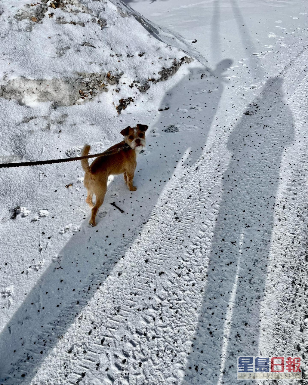 雪地放狗。
