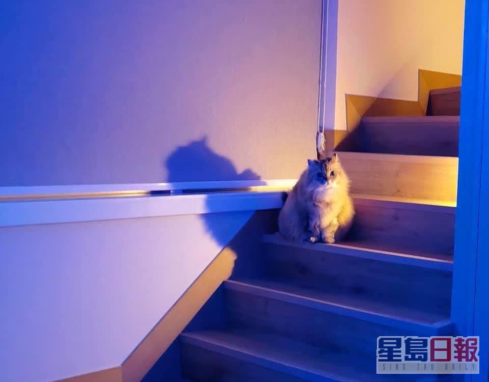 猫猫同样喺楼梯低影过相。