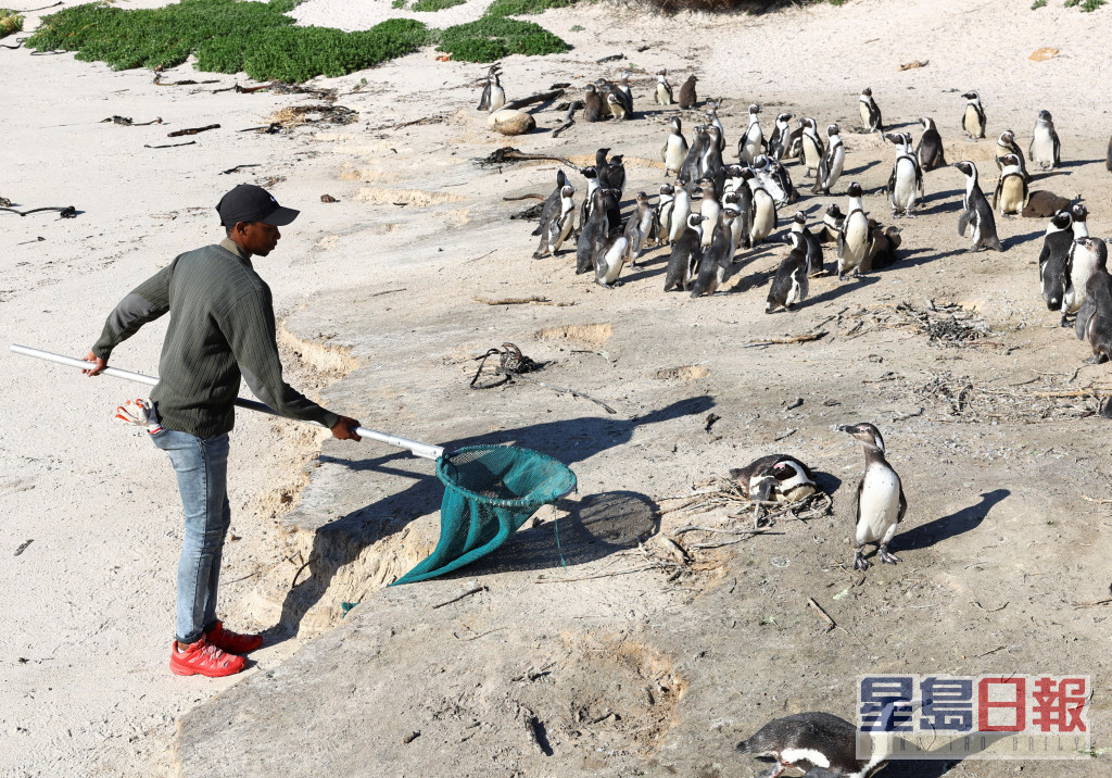 一名南非国家公园的护理员带著网行走，试图捕捉一只受伤的企鹅。路透社图片