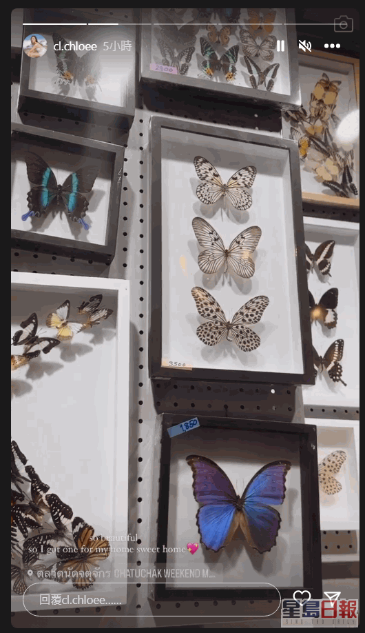去睇蝴蝶标本。