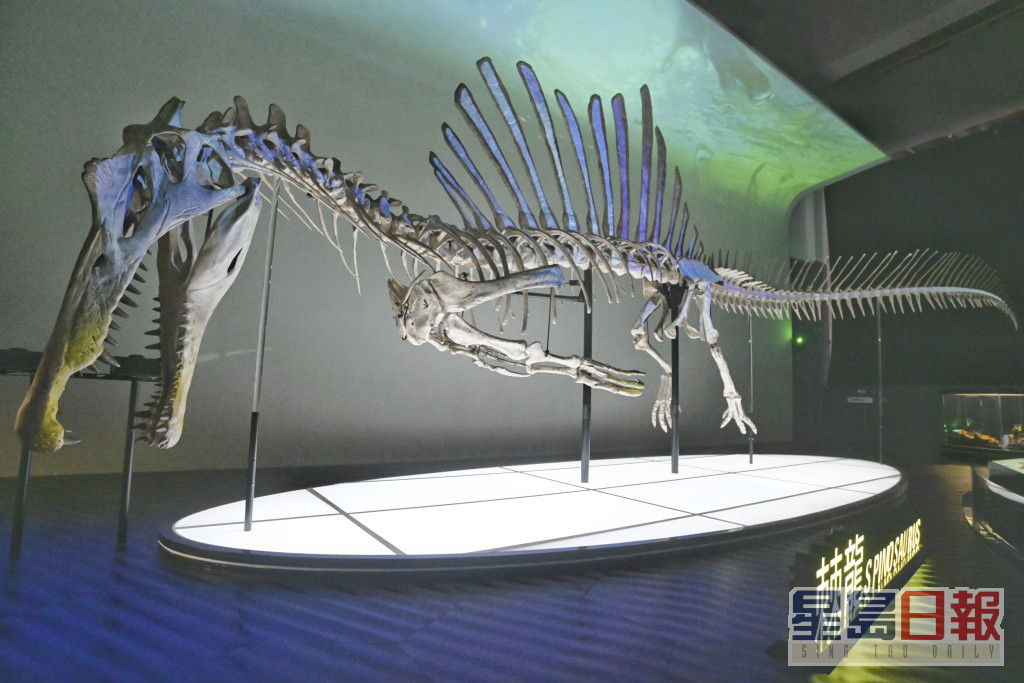 康文署表示是次展覽展出具代表性的化石真品。資料圖片