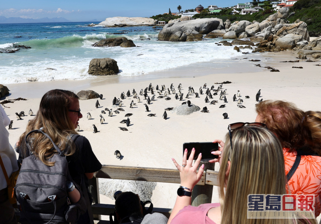 參觀遊客站在開普敦著名的博爾德斯海灘企鵝棲息地觀景點。路透社圖片